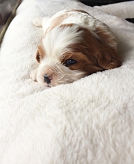 Cavalier King Charles Spaniel Puppy for sale in GRESHAM, OR, USA