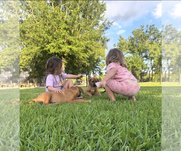 Medium Photo #3 Black Mouth Cur-Rhodesian Ridgeback Mix Puppy For Sale in Oakhurst, NJ, USA