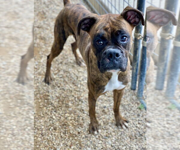 Medium Photo #4 Boxer Puppy For Sale in Austin, TX, USA