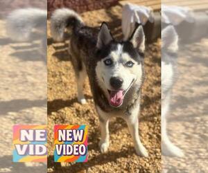 Siberian Husky Dogs for adoption in Forestville, MD, USA