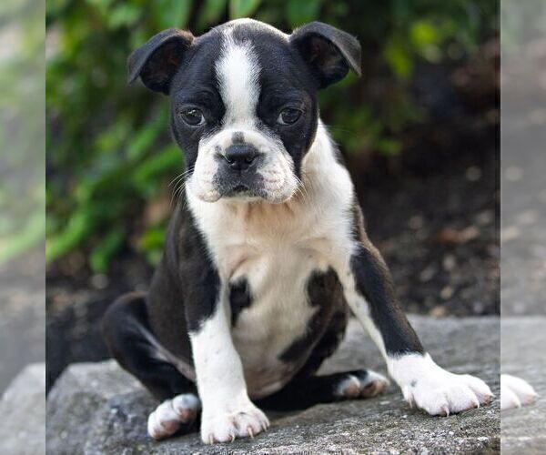 Medium Photo #5 Boston Terrier Puppy For Sale in MANHEIM, PA, USA