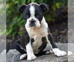 Small #4 Boston Terrier