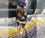 Small Photo #2 Pomsky Puppy For Sale in KANSAS CITY, KS, USA