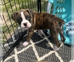 Small Photo #1 Boxer Puppy For Sale in FORT WORTH, TX, USA