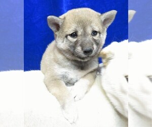 Shiba Inu Puppy for sale in NORWOOD, MO, USA