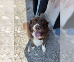 Small #3 Australian Shepherd Mix