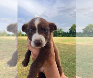 Border-Aussie Puppy for sale in CULLEOKA, TN, USA