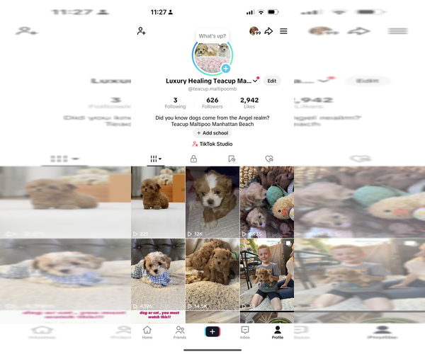 Medium Photo #7 Maltipoo Puppy For Sale in MANHATTAN BEACH, CA, USA