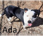 Small #2 Greater Swiss Mountain Dog Mix
