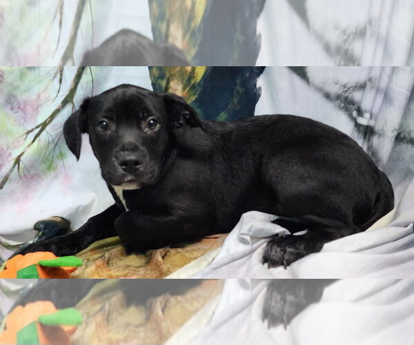 Medium Photo #4 American Pit Bull Terrier-Unknown Mix Puppy For Sale in Wetumpka, AL, USA
