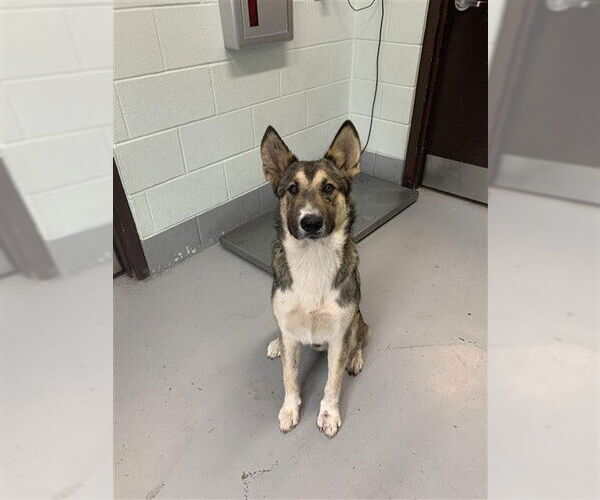 Medium Photo #1 German Shepherd Dog-Unknown Mix Puppy For Sale in Corpus Christi, TX, USA