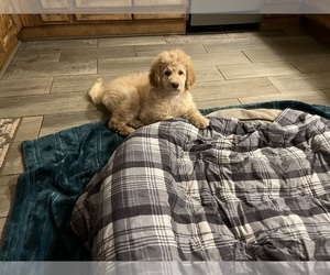Goldendoodle-Poodle (Standard) Mix Puppy for sale in WARREN, MI, USA