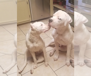 Father of the Dogo Argentino puppies born on 01/22/2019