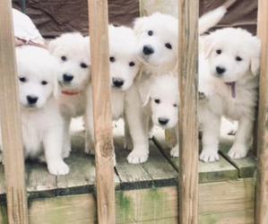 Golden Pyrenees Puppy for sale in GLOUCESTER, VA, USA