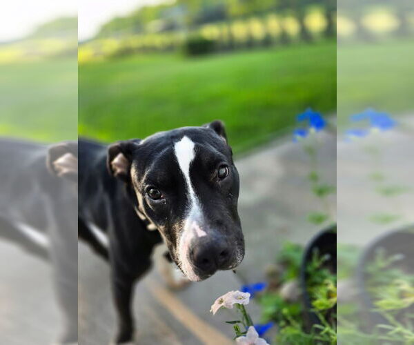 Medium Photo #8 American Pit Bull Terrier-Unknown Mix Puppy For Sale in Germantown, OH, USA