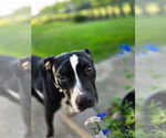 Small #7 American Pit Bull Terrier Mix