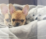 Small Photo #3 French Bulldog Puppy For Sale in TAYLORSVILLE, KY, USA
