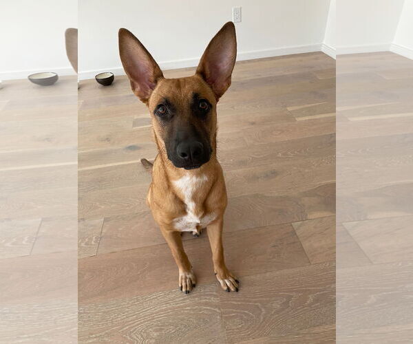 Medium Photo #1 Mutt Puppy For Sale in Los Angeles, CA, USA