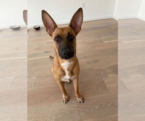 Mutt Dogs for adoption in Los Angeles, CA, USA