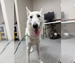 Small German Shepherd Dog Mix