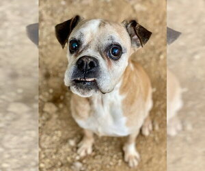 Boxer Dogs for adoption in Austin, TX, USA