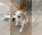 Small Photo #3 American Pit Bull Terrier-Unknown Mix Puppy For Sale in New London, WI, USA