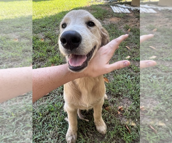 Medium Photo #6 Flat Coated Retriever-Golden Retriever Mix Puppy For Sale in SOMERVILLE, AL, USA