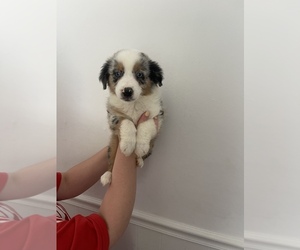 Miniature Australian Shepherd Puppy for sale in ROSSVILLE, GA, USA