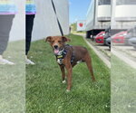 Small #3 Mutt