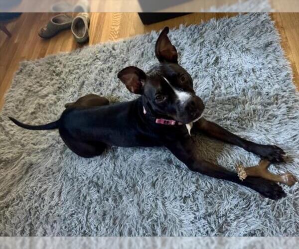 Medium Photo #1 American Pit Bull Terrier Puppy For Sale in Derwood, MD, USA