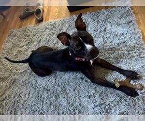 American Pit Bull Terrier Dogs for adoption in Derwood, MD, USA