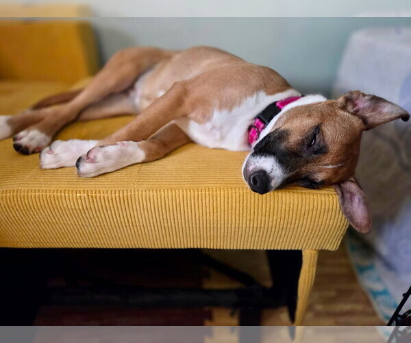 Medium Photo #4 Basenji-Unknown Mix Puppy For Sale in Milwaukie, OR, USA