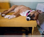 Small #3 Basenji Mix