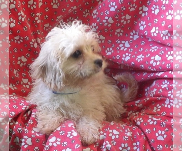 Medium Photo #2 Cavachon Puppy For Sale in PATERSON, NJ, USA