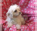Small #1 Cavachon