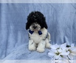 Small #3 Cavapoo (Miniature)