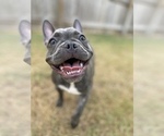 Small Photo #20 French Bulldog Puppy For Sale in BRYAN, TX, USA