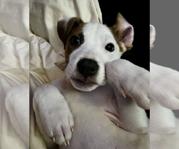 Medium Photo #2 Mutt Puppy For Sale in Plainfield, IL, USA