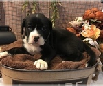 Small Photo #4 American Bully Puppy For Sale in SALEM, IL, USA