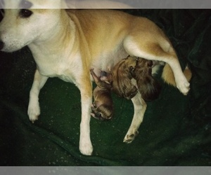 Mother of the Shiba Inu puppies born on 04/03/2025