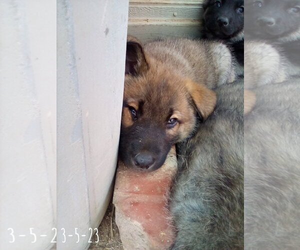 Medium Photo #13 German Shepherd Dog-Unknown Mix Puppy For Sale in Apple Valley, CA, USA