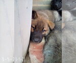Small #12 German Shepherd Dog Mix