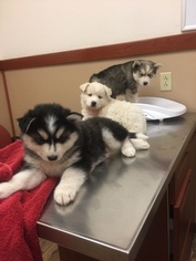 Siberian Husky Puppy for sale in LUBBOCK, TX, USA