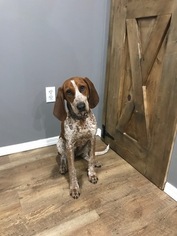 English Coonhound Puppy for sale in COWETA, OK, USA
