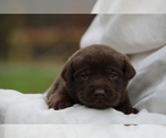 Small #3 Labrador Retriever