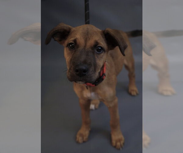 Medium Photo #7 Border Terrier-Chihuahua Mix Puppy For Sale in Princeton, MN, USA