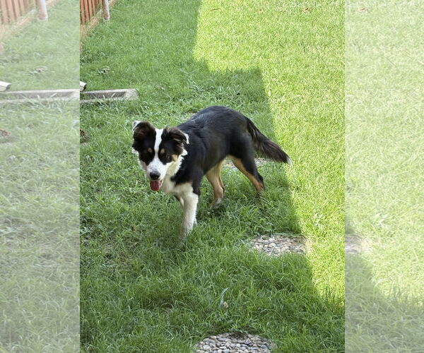 Medium Photo #2 Australian Shepherd Puppy For Sale in Dallas, TX, USA