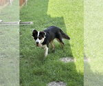 Small #1 Australian Shepherd