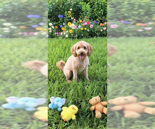 Medium Photo #2 Golden Retriever-Unknown Mix Puppy For Sale in Weston, FL, USA