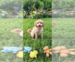 Small #1 Golden Retriever Mix